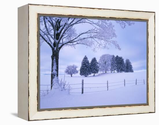 Germany, Bavaria, AllgŠu, Snow Scenery, Trees-Herbert Kehrer-Framed Premier Image Canvas