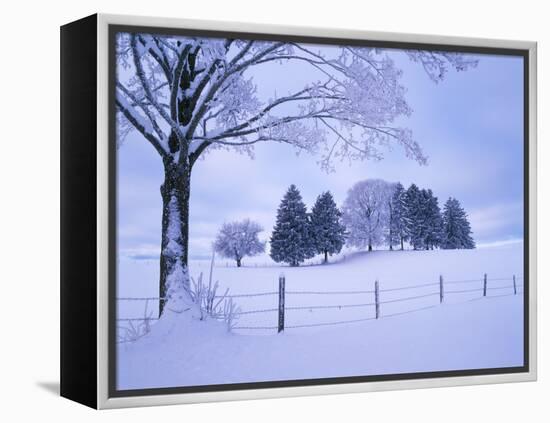 Germany, Bavaria, AllgŠu, Snow Scenery, Trees-Herbert Kehrer-Framed Premier Image Canvas