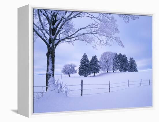 Germany, Bavaria, AllgŠu, Snow Scenery, Trees-Herbert Kehrer-Framed Premier Image Canvas