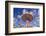 Germany, Bavaria, Munich, Theresienwiese Oktoberfest, Whirligig-Udo Siebig-Framed Photographic Print