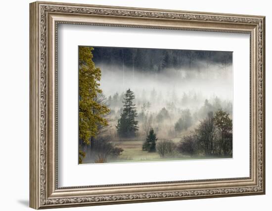 Germany, Bavaria, Penzberg, Moor, Conifers-Ralf Gerard-Framed Photographic Print