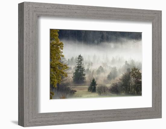 Germany, Bavaria, Penzberg, Moor, Conifers-Ralf Gerard-Framed Photographic Print