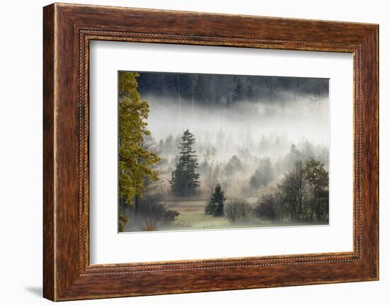 Germany, Bavaria, Penzberg, Moor, Conifers-Ralf Gerard-Framed Photographic Print