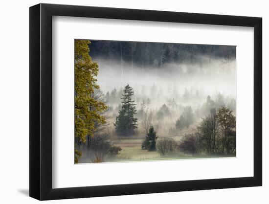 Germany, Bavaria, Penzberg, Moor, Conifers-Ralf Gerard-Framed Photographic Print