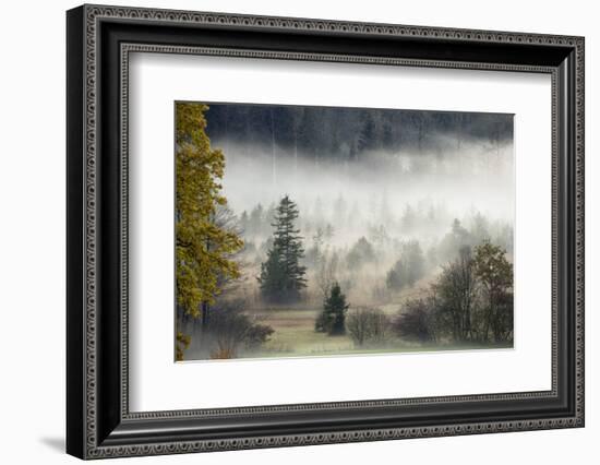 Germany, Bavaria, Penzberg, Moor, Conifers-Ralf Gerard-Framed Photographic Print