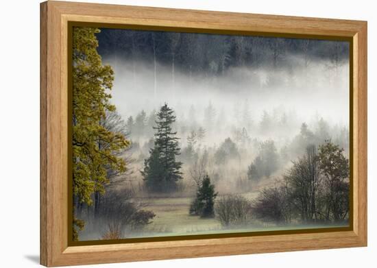 Germany, Bavaria, Penzberg, Moor, Conifers-Ralf Gerard-Framed Premier Image Canvas