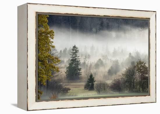 Germany, Bavaria, Penzberg, Moor, Conifers-Ralf Gerard-Framed Premier Image Canvas