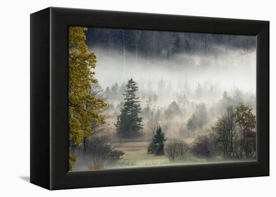 Germany, Bavaria, Penzberg, Moor, Conifers-Ralf Gerard-Framed Premier Image Canvas