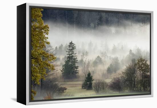 Germany, Bavaria, Penzberg, Moor, Conifers-Ralf Gerard-Framed Premier Image Canvas