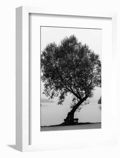 Germany, Bavaria, Schliersee, Shore, Tree-Jule Leibnitz-Framed Photographic Print