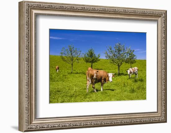 Germany, Bavaria, Upper Bavaria, Chiemgau, Samerberg (Mountain-Udo Siebig-Framed Photographic Print