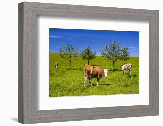 Germany, Bavaria, Upper Bavaria, Chiemgau, Samerberg (Mountain-Udo Siebig-Framed Photographic Print