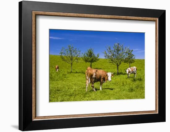 Germany, Bavaria, Upper Bavaria, Chiemgau, Samerberg (Mountain-Udo Siebig-Framed Photographic Print