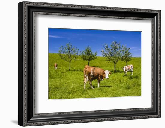 Germany, Bavaria, Upper Bavaria, Chiemgau, Samerberg (Mountain-Udo Siebig-Framed Photographic Print