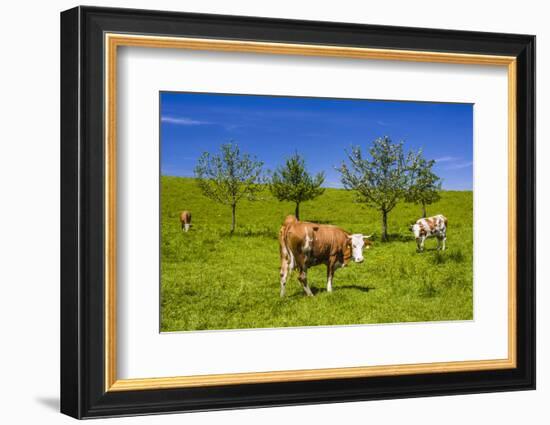 Germany, Bavaria, Upper Bavaria, Chiemgau, Samerberg (Mountain-Udo Siebig-Framed Photographic Print