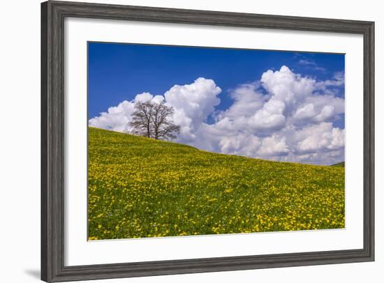 Germany, Bavaria, Upper Bavaria, FŸnfseenland, Jenhausen, Municipality Seeshaupt, Spring Scenery-Udo Siebig-Framed Photographic Print