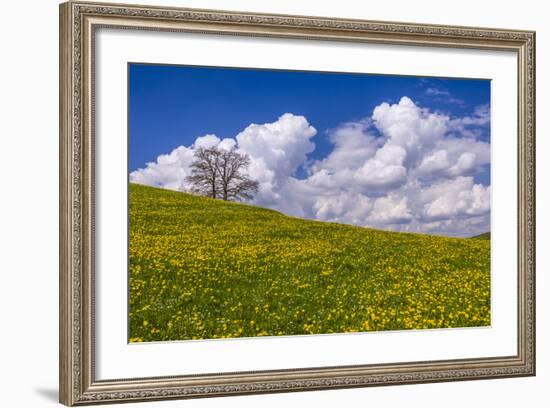 Germany, Bavaria, Upper Bavaria, FŸnfseenland, Jenhausen, Municipality Seeshaupt, Spring Scenery-Udo Siebig-Framed Photographic Print