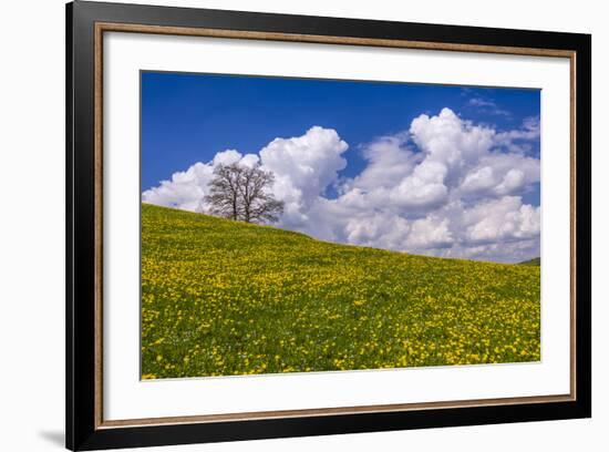 Germany, Bavaria, Upper Bavaria, FŸnfseenland, Jenhausen, Municipality Seeshaupt, Spring Scenery-Udo Siebig-Framed Photographic Print