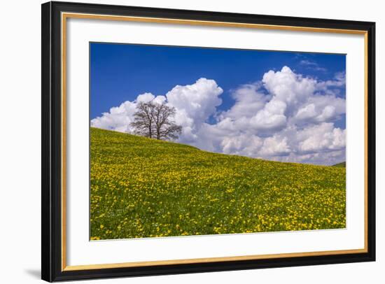 Germany, Bavaria, Upper Bavaria, FŸnfseenland, Jenhausen, Municipality Seeshaupt, Spring Scenery-Udo Siebig-Framed Photographic Print