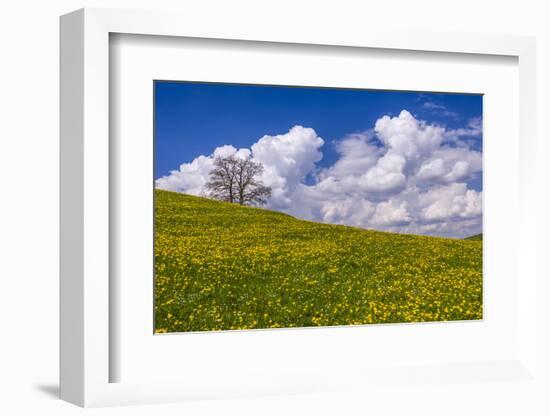 Germany, Bavaria, Upper Bavaria, FŸnfseenland, Jenhausen, Municipality Seeshaupt, Spring Scenery-Udo Siebig-Framed Photographic Print