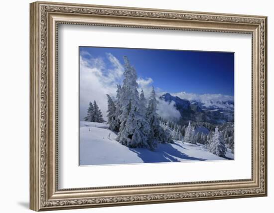 Germany, Bavaria, Winter Scenery, Spruces, 'Tegelberg' (Mountain) Near FŸssen-Uwe Steffens-Framed Photographic Print