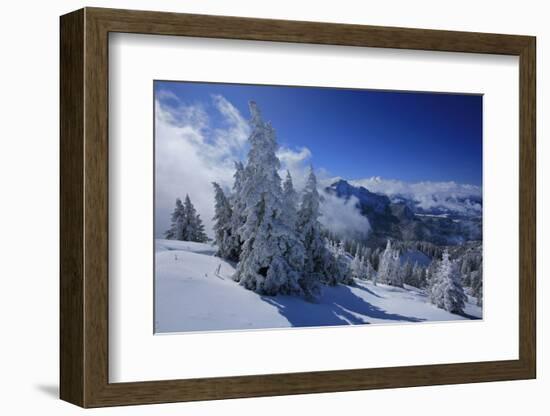 Germany, Bavaria, Winter Scenery, Spruces, 'Tegelberg' (Mountain) Near FŸssen-Uwe Steffens-Framed Photographic Print