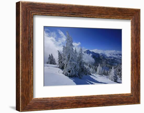 Germany, Bavaria, Winter Scenery, Spruces, 'Tegelberg' (Mountain) Near FŸssen-Uwe Steffens-Framed Photographic Print