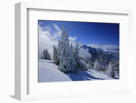 Germany, Bavaria, Winter Scenery, Spruces, 'Tegelberg' (Mountain) Near FŸssen-Uwe Steffens-Framed Photographic Print