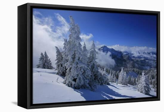 Germany, Bavaria, Winter Scenery, Spruces, 'Tegelberg' (Mountain) Near FŸssen-Uwe Steffens-Framed Premier Image Canvas