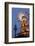 Germany, Berlin, Dusk, Alexanderplatz, Christmas Market, Pyramid, Television Tower-Catharina Lux-Framed Photographic Print