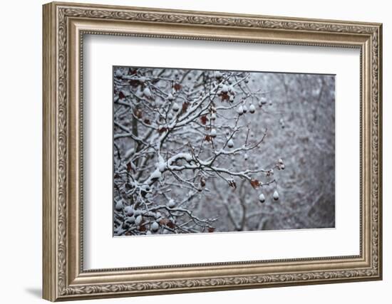 Germany, Berlin, Winter, Snow-Covered Plane Trees-Catharina Lux-Framed Photographic Print