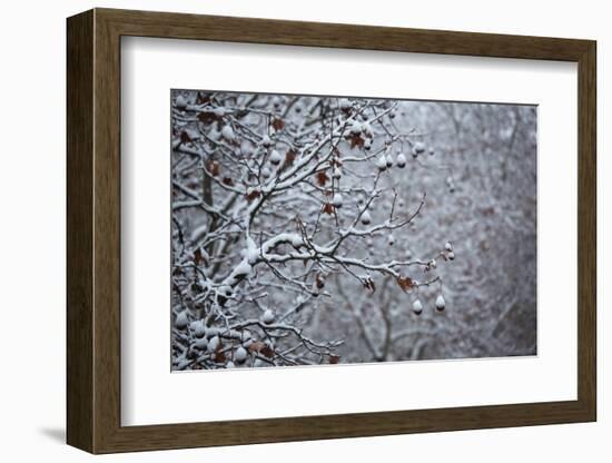 Germany, Berlin, Winter, Snow-Covered Plane Trees-Catharina Lux-Framed Photographic Print