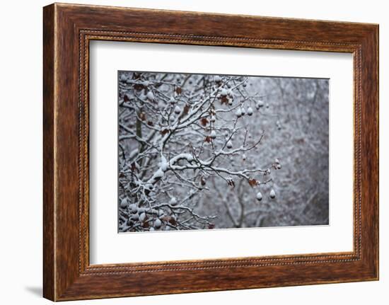 Germany, Berlin, Winter, Snow-Covered Plane Trees-Catharina Lux-Framed Photographic Print