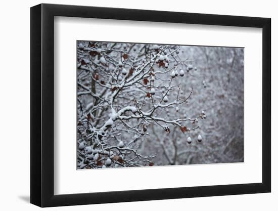 Germany, Berlin, Winter, Snow-Covered Plane Trees-Catharina Lux-Framed Photographic Print