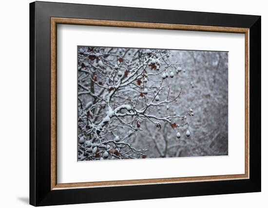 Germany, Berlin, Winter, Snow-Covered Plane Trees-Catharina Lux-Framed Photographic Print