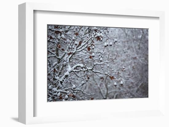 Germany, Berlin, Winter, Snow-Covered Plane Trees-Catharina Lux-Framed Photographic Print