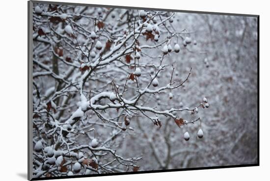 Germany, Berlin, Winter, Snow-Covered Plane Trees-Catharina Lux-Mounted Photographic Print