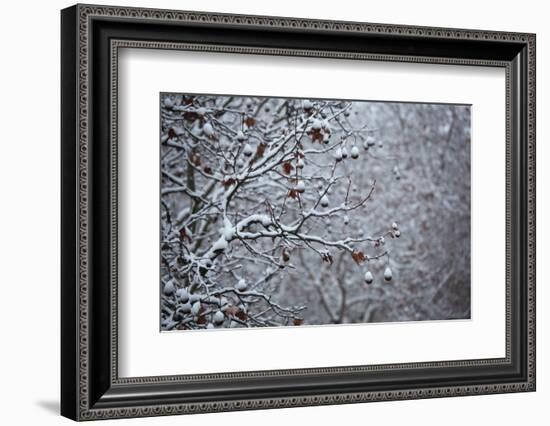 Germany, Berlin, Winter, Snow-Covered Plane Trees-Catharina Lux-Framed Photographic Print