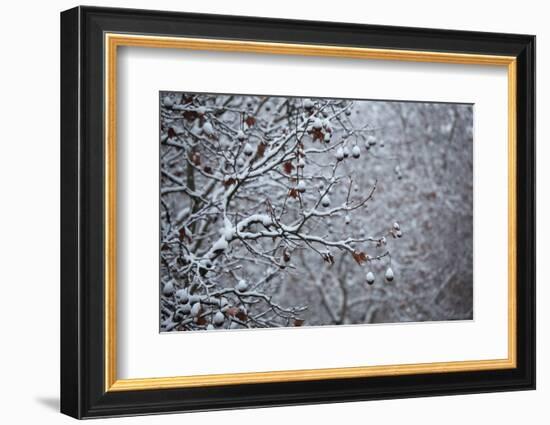 Germany, Berlin, Winter, Snow-Covered Plane Trees-Catharina Lux-Framed Photographic Print