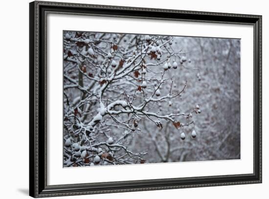 Germany, Berlin, Winter, Snow-Covered Plane Trees-Catharina Lux-Framed Photographic Print