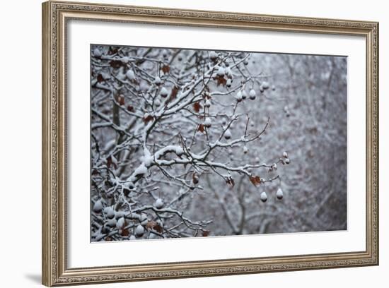 Germany, Berlin, Winter, Snow-Covered Plane Trees-Catharina Lux-Framed Photographic Print