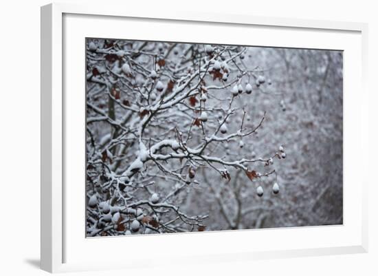 Germany, Berlin, Winter, Snow-Covered Plane Trees-Catharina Lux-Framed Photographic Print