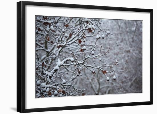 Germany, Berlin, Winter, Snow-Covered Plane Trees-Catharina Lux-Framed Photographic Print