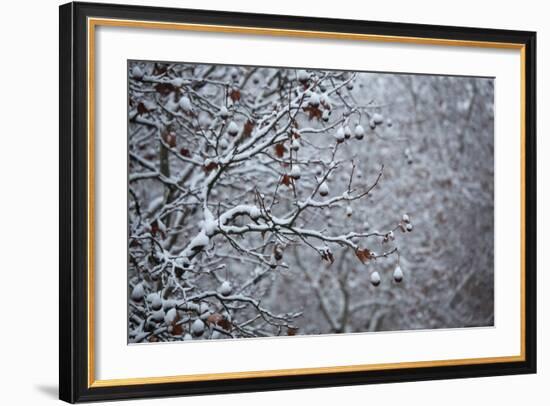 Germany, Berlin, Winter, Snow-Covered Plane Trees-Catharina Lux-Framed Photographic Print