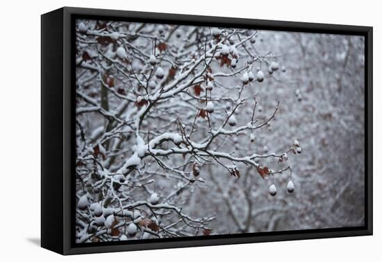 Germany, Berlin, Winter, Snow-Covered Plane Trees-Catharina Lux-Framed Premier Image Canvas