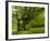 Germany, Bermoll Natural Monument-K. Schlierbach-Framed Photographic Print