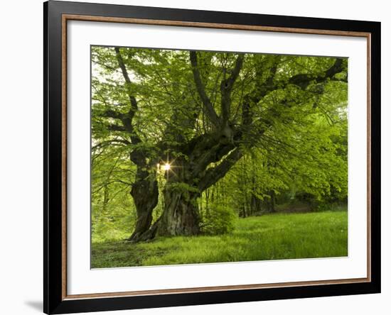 Germany, Bermoll Natural Monument-K. Schlierbach-Framed Photographic Print