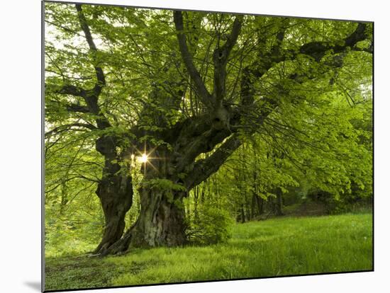 Germany, Bermoll Natural Monument-K. Schlierbach-Mounted Photographic Print