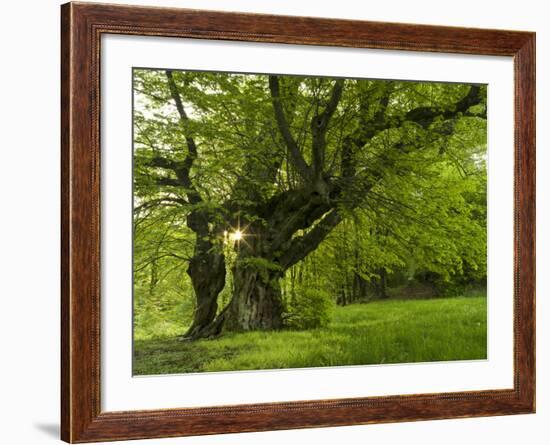 Germany, Bermoll Natural Monument-K. Schlierbach-Framed Photographic Print