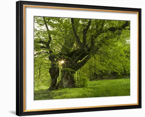 Germany, Bermoll Natural Monument-K. Schlierbach-Framed Photographic Print